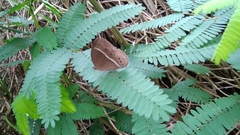 Mycalesis horsfieldi