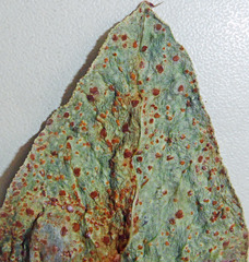 Uromyces viciae-fabae