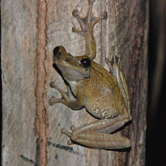 Osteocephalus taurinus