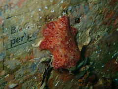 Meridiastra medius