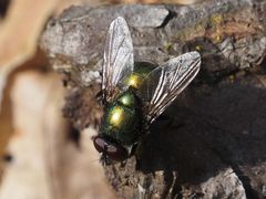 Neomyia viridescens