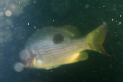 Lutjanus johnii