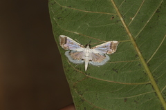 Pycnarmon leucinodalis