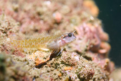 Laiphognathus longispinis