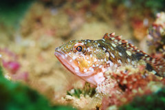 Sebastiscus marmoratus