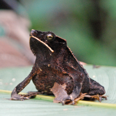 Rhinella margaritifera