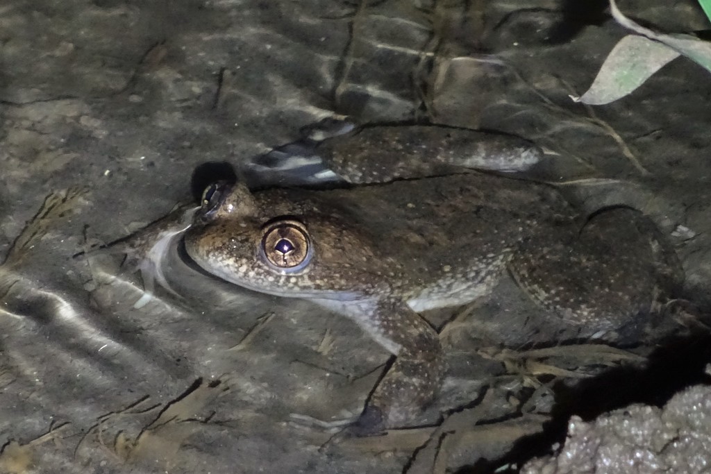 Filfil Slippery Frog