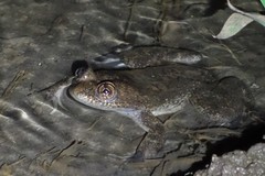 Filfil Slippery Frog photo 1