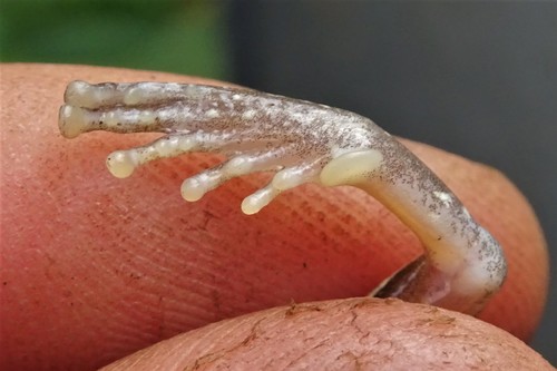 Bocage's Tree Frog