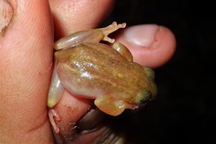 Afrixalus quadrivittatus