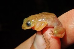 Afrixalus quadrivittatus