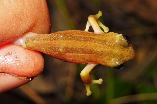 Four-lined Spiny Reed Frog