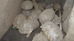 Kinixys belliana