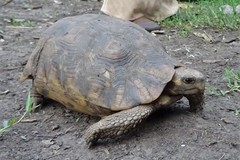 Kinixys belliana