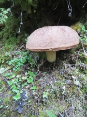 Boletus leptospermi
