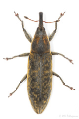 Lixus filiformis