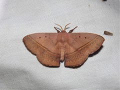 Anthela varia