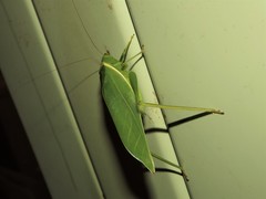 Paracaedicia serrata