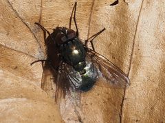 Eudasyphora cyanella