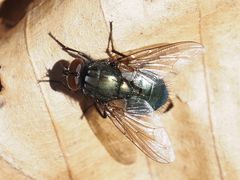 Eudasyphora cyanella