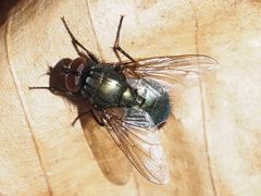 Eudasyphora cyanella