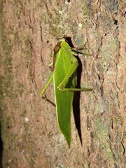 Ephippitytha kuranda