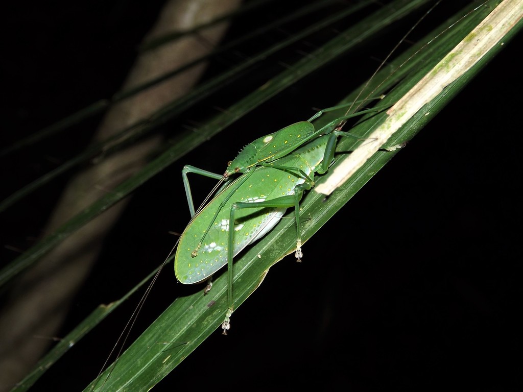 Chloracantha lampra