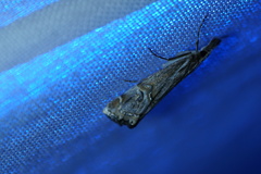 Hednota longipalpella