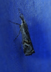 Hednota longipalpella