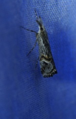 Hednota longipalpella