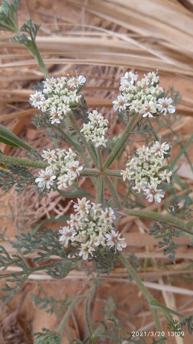 Daucus sahariensis