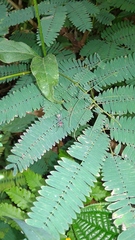 Camponotus singularis