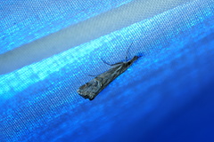 Hednota longipalpella