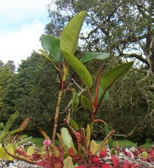 Ficus macrophylla