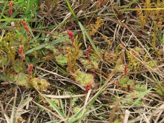 Selaginella aristata