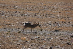 Procapra picticaudata