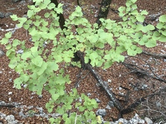 Styrax platanifolius