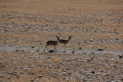 Procapra picticaudata