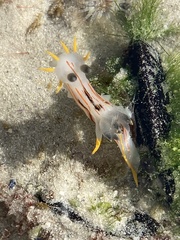 Nudipleura