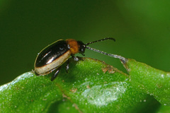 Longitarsus dorsalis