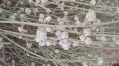 Ephedra alata image