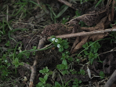 Stellaria neglecta