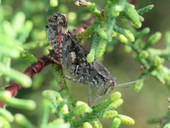 Calliptamus barbarus