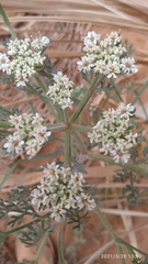 Daucus sahariensis