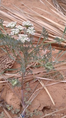 Daucus sahariensis