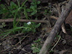 Stellaria neglecta