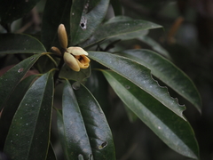 Magnolia martini