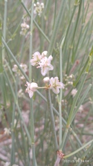 Calligonum polygonoides