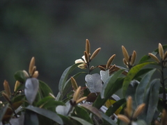 Magnolia martini