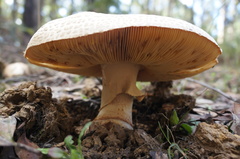 Amanita ochrophylloides